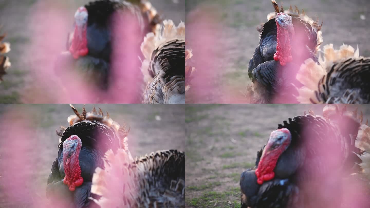 农场里的鸟。一群公火鸡在农场吃草。特写，选择性聚焦。