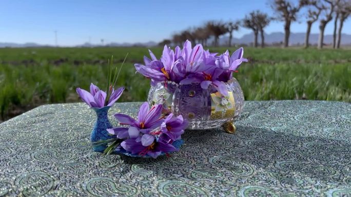 紫色的藏红花花与美丽的水晶容器
