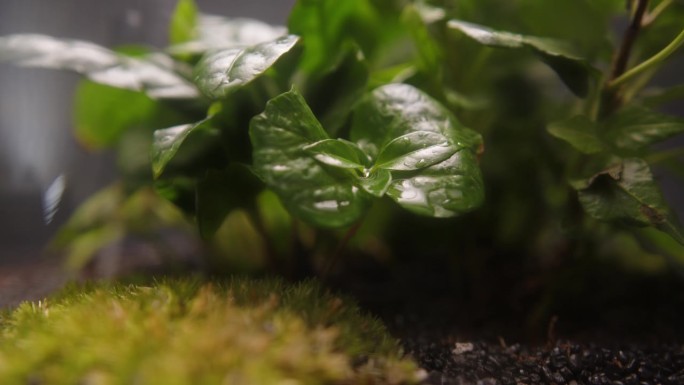 小植物和苔藓生长在一个罐子极端特写。树叶背景上的水滴