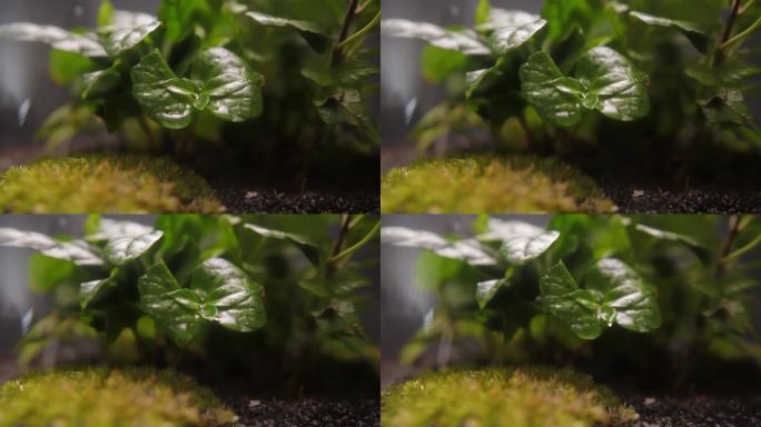 小植物和苔藓生长在一个罐子极端特写。树叶背景上的水滴