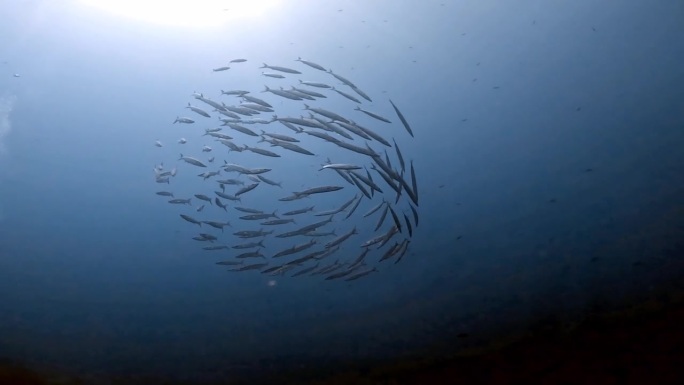 在埃及红海拍摄的黑鳍梭鱼(Sphyraena qenie) 4k视频