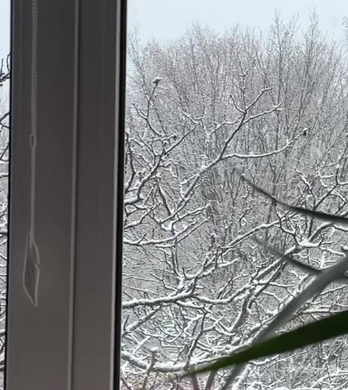 甜蜜的家窗外白雪覆盖的院子里一棵棕榈树长在房间里冬天窗外的树上下着雪窗外的雪花纷纷飘落