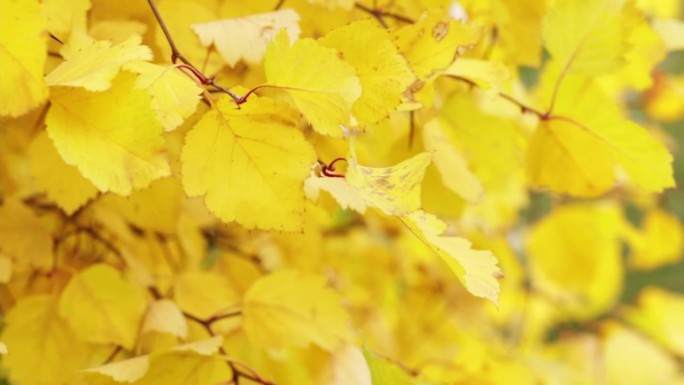 秋风吹落叶，黄树在林外
