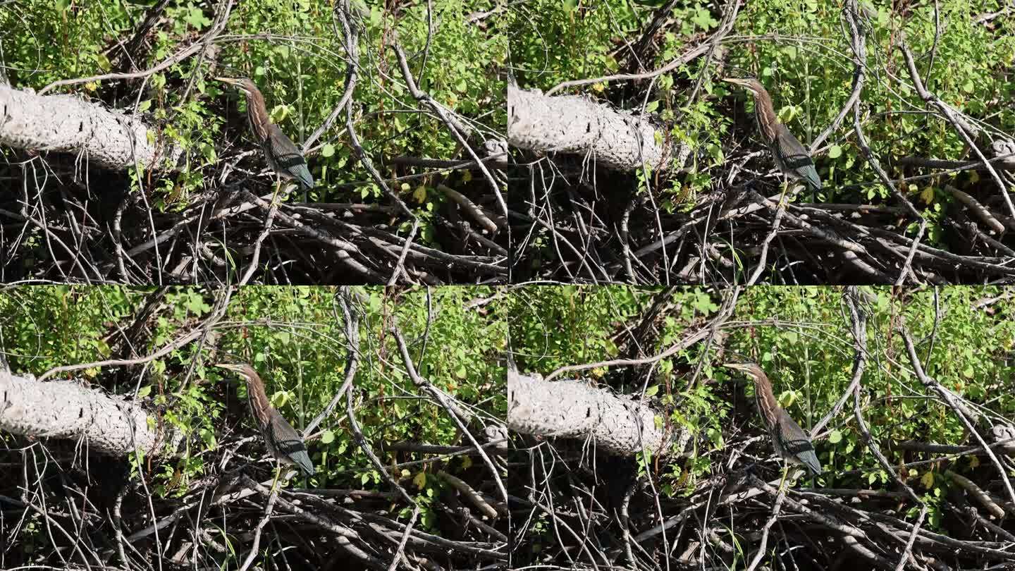 绿鹭(Butorides virescens)