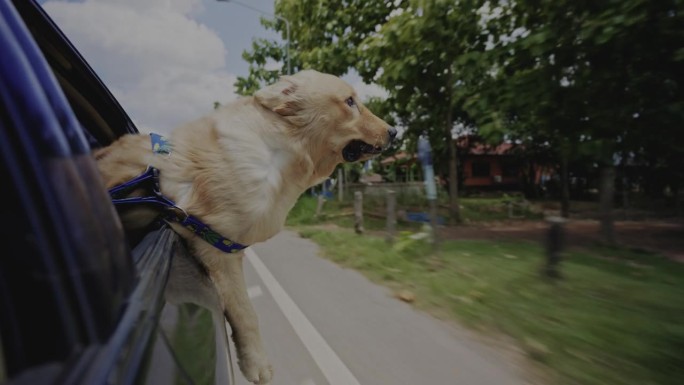 金毛寻回犬享受汽车之旅。