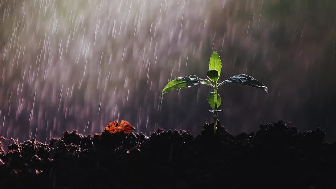 雨水落在发芽的叶子和土壤上，水给干旱和地球的自然环境带来了生命