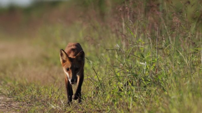 红狐，孟买虎克国家野生动物保护区，特拉华州