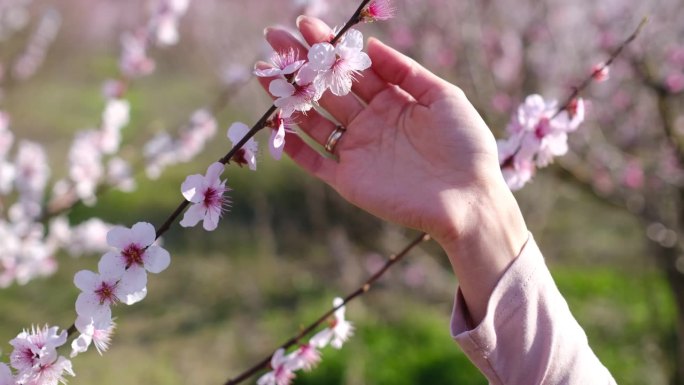 女子轻轻抚摸郁郁葱葱的桃花束，享受花见时光。