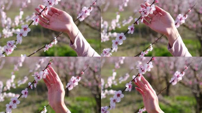女子轻轻抚摸郁郁葱葱的桃花束，享受花见时光。