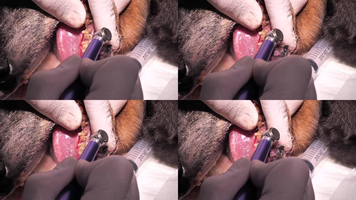 兽医正在给一只有很多牙垢的老狗清洗牙齿。一只牙齿不好的狗来诊所治疗。宠物口腔卫生不良后果的概念。
