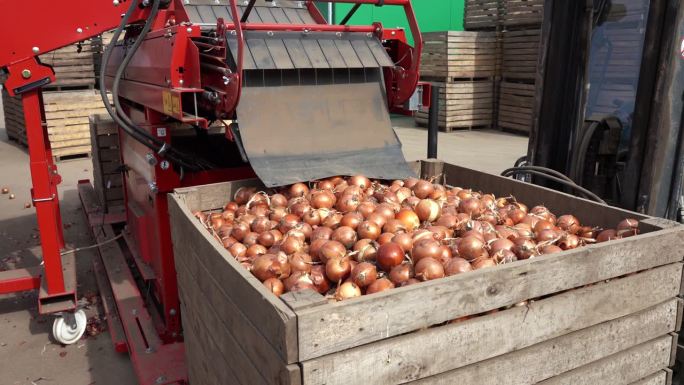 在蔬菜包装厂，叉车正在搬运装有洋葱的木箱