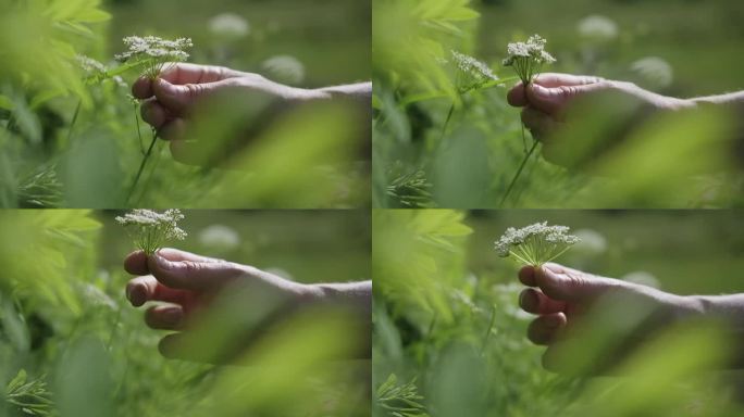 画面中央的一只手在郁郁葱葱的花园里摘一朵白花