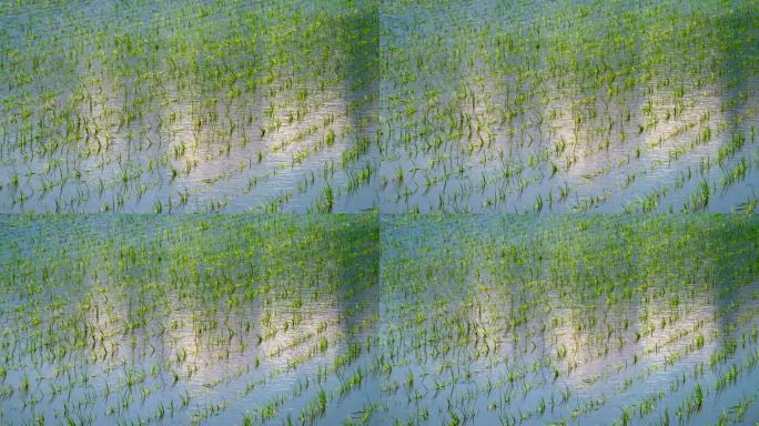 岩城山映照在稻田里