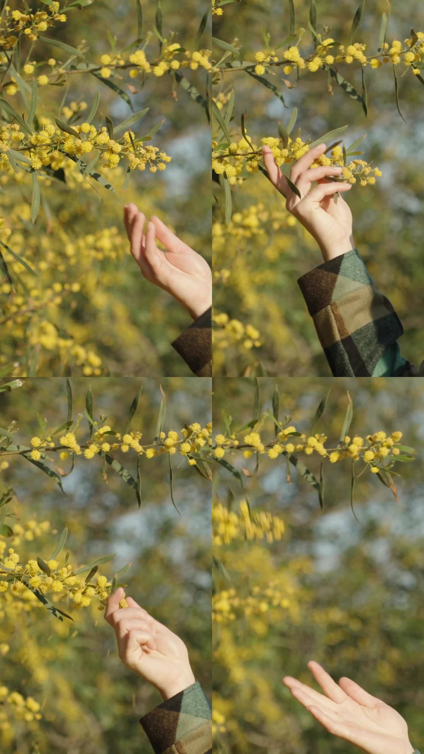 一位年轻女子走近一束黄色的金合欢花，一碰，花就碎了。蓝天，阳光，垂直视频