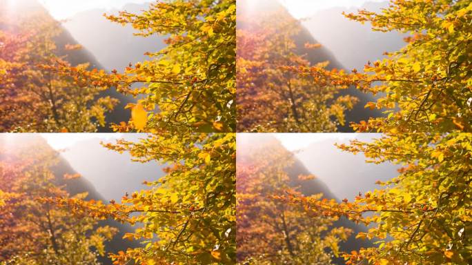 五颜六色的树在秋天落叶