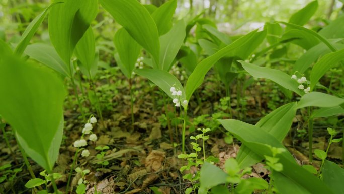 美丽的春花。五月钟、五月百合花、铃兰、铃兰、铃兰。广角镜头。