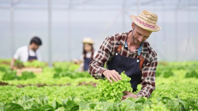 水培蔬菜园主检查蔬菜质量，并监测或记录水培蔬菜的生长情况。温室菜园
