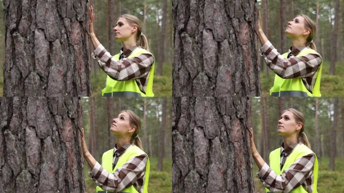 森林检查和管理，再生资源。女林业技术人员检查松树质量