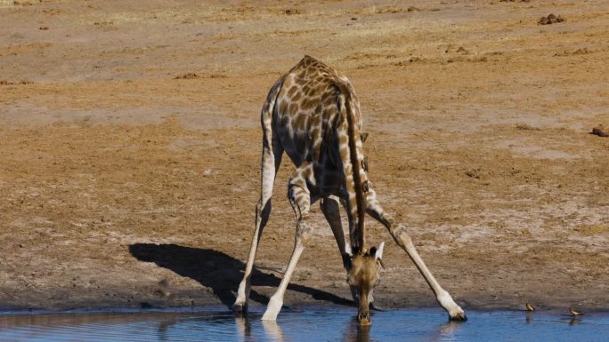 特写镜头。长颈鹿伸开双腿在水坑边喝水，而红嘴牛椋鸟则从它的耳朵和脖子上清除蜱虫