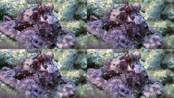 紫色伪装，章鱼与水下底部的颜色无缝融合。