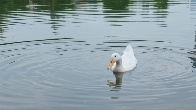 鸭子在水里游泳鸭子在水里游泳