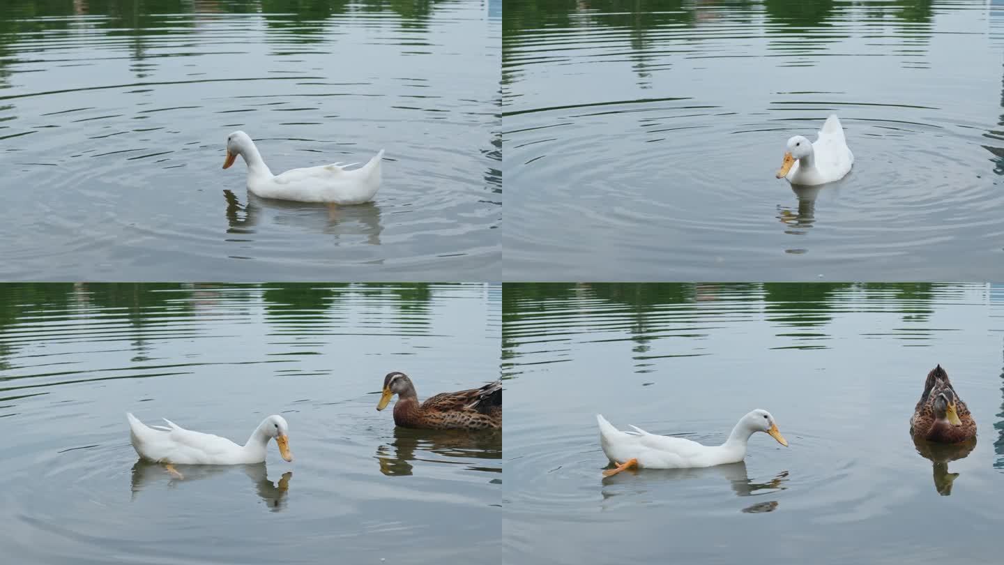 鸭子在水里游泳鸭子在水里游泳