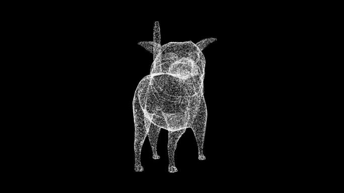 3D有趣的斗牛犬旋转黑色bg。有趣的动物概念。商业广告背景。用于标题，文本，演示。3d动画60 FP