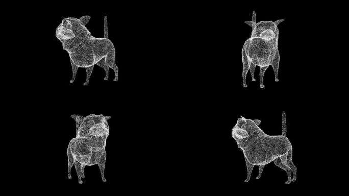 3D有趣的斗牛犬旋转黑色bg。有趣的动物概念。商业广告背景。用于标题，文本，演示。3d动画60 FP