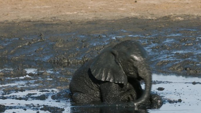 可爱的小象在水坑边玩泥的特写