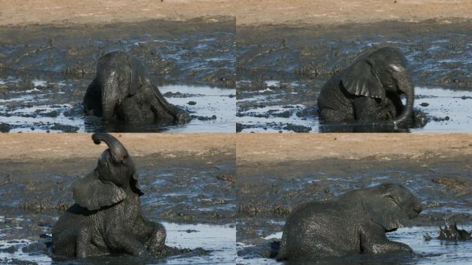 可爱的小象在水坑边玩泥的特写