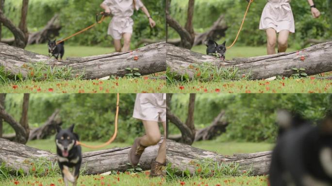 黑色柴犬和主人在原木上奔跑跳跃的慢动作