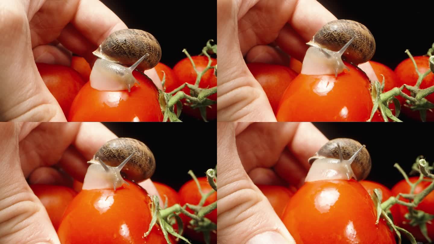 一只蜗牛坐在一个潮湿的西红柿上，一串西红柿在黑色的背景上。我手里就拿着一个