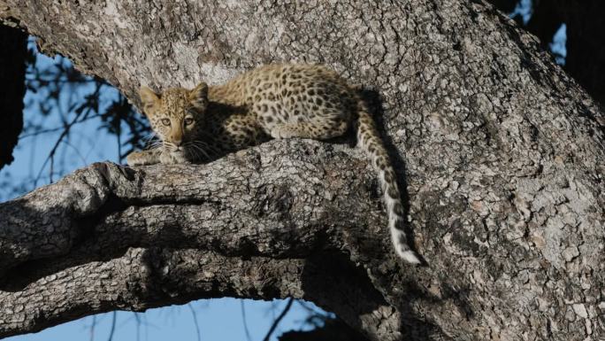 特写镜头。小豹子坐在树枝上