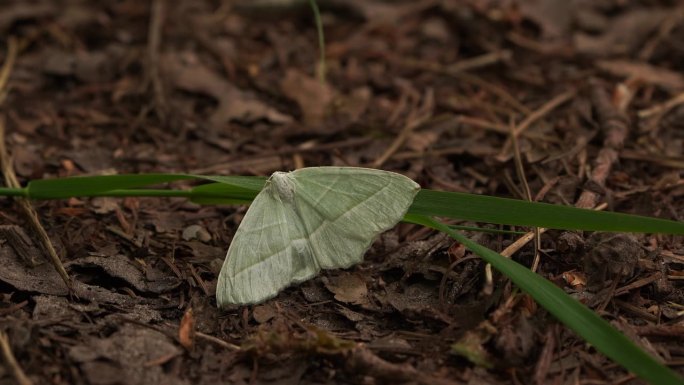 玛格丽塔蛾，在英国通常被称为光祖母绿，是一种蛾科。
