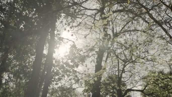 茂密森林的景色昏暗天空树林树冠阳光太阳