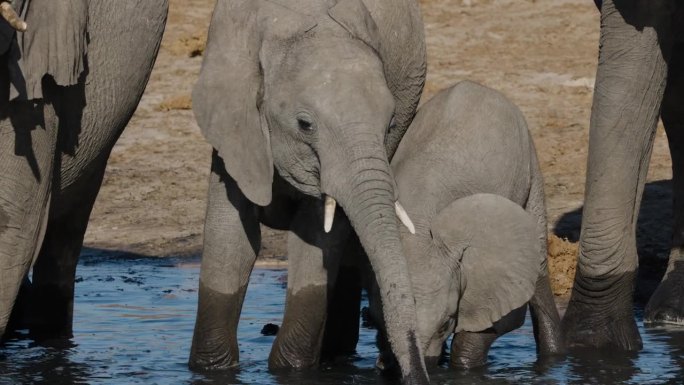 特写镜头。可爱的小象宝宝在水坑边用嘴喝水，旁边是小象和小象妈妈