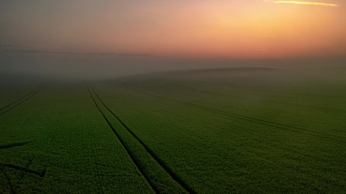 雾漂浮在绿色的麦田上
