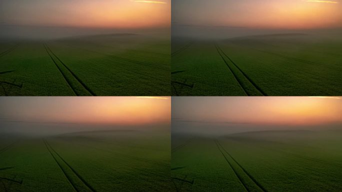 雾漂浮在绿色的麦田上