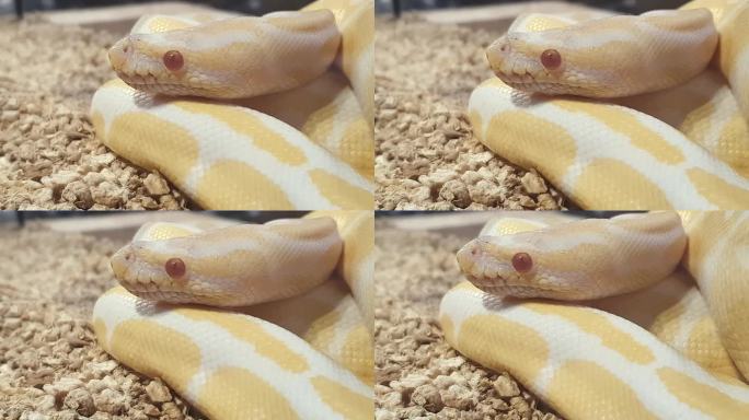 一只白化球蟒的镜头躺着不动，呼吸，黄色白色，红色的眼睛，年轻的动物，蟒蛇，白化缅甸蟒蛇