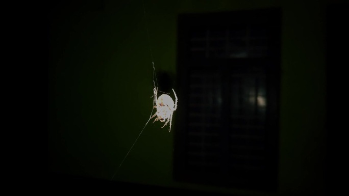 一只圆织蜘蛛，Araneus diadematus，晚上在网上等待猎物