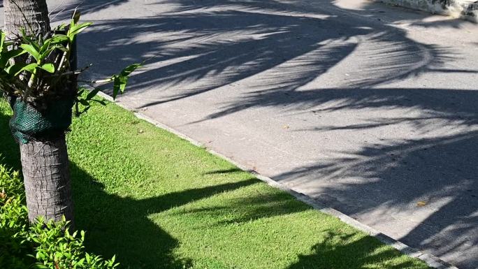 在灰色的道路背景上，拉近阴影棕榈树叶的运动，慢动作的场景