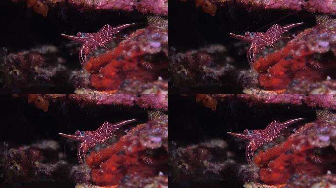 水下世界。珊瑚礁虾特写。