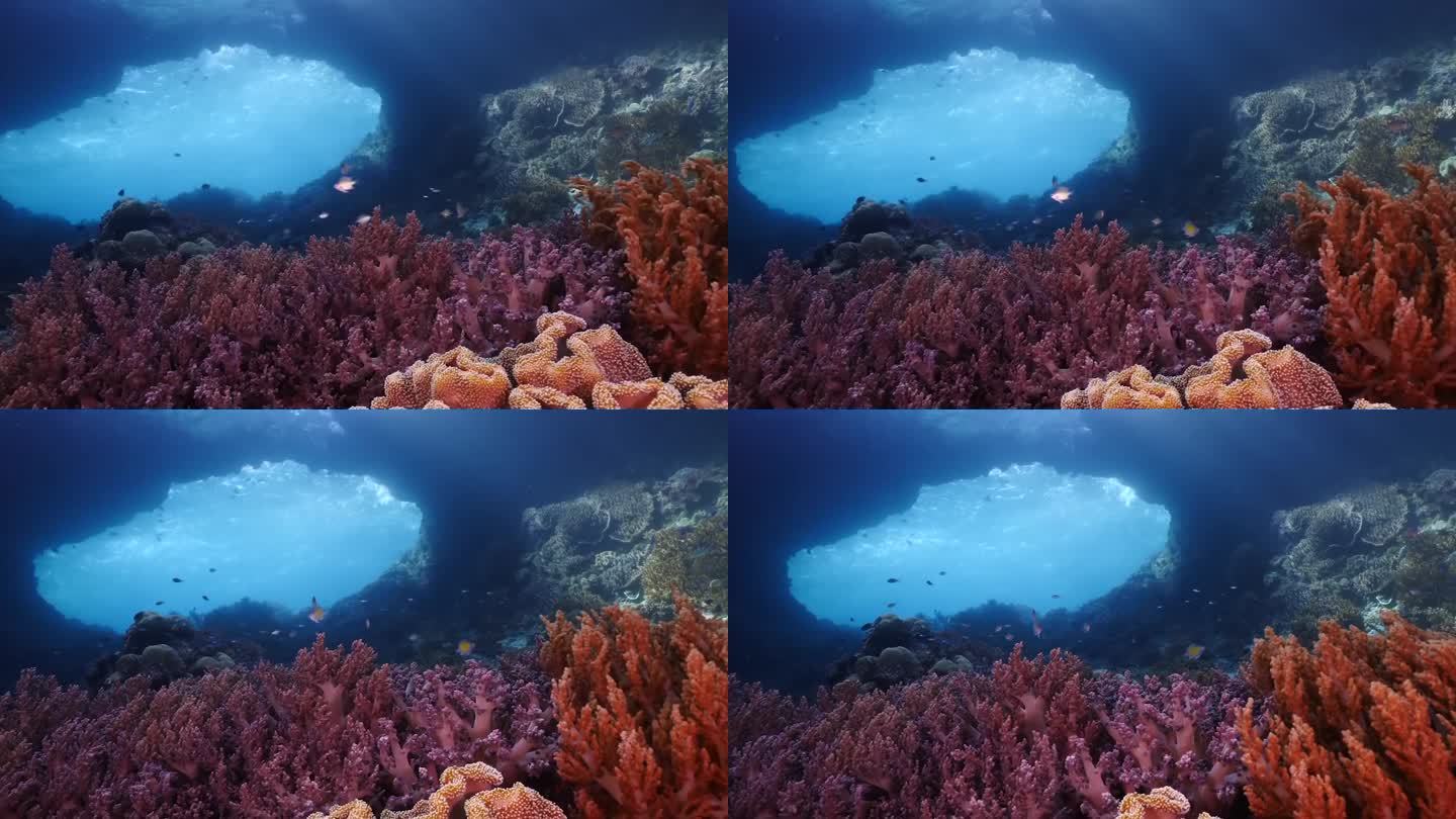 洞穴潜水。地下珊瑚礁