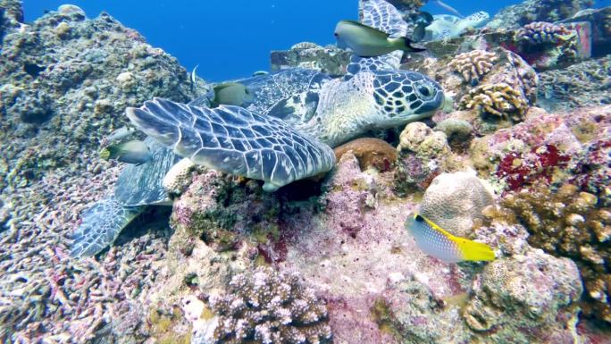 野生动物海龟看蓝水海洋特写。美丽的绿海龟在户外海洋国家公园。在Coast Clear查看Chelon