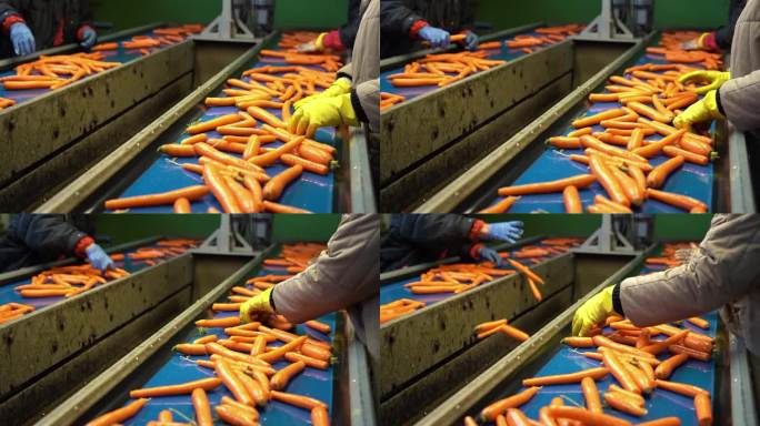 季节性农业工人在水果和蔬菜包装屋的胡萝卜分拣线上工作-慢镜头