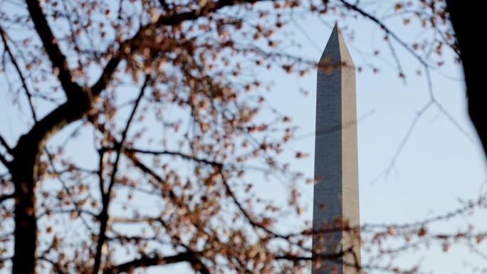 华盛顿纪念碑，华盛顿特区:樱花