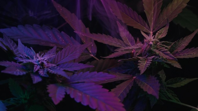 霓虹灯下的大麻植物。印度栅格化草本大麻。