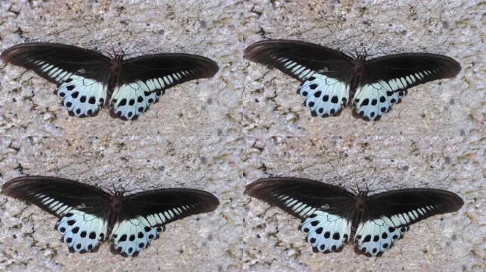 燕尾蝶1月多栖。印度。喀拉拉邦
