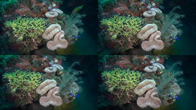巴厘岛的水下景观点缀着水下珊瑚虫。