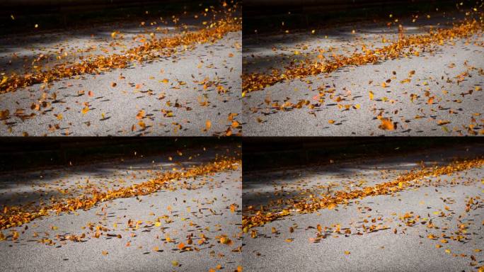 汽车驶过后，秋叶在空中飞舞